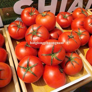 50 Hạt - Hạt Giống Cà Chua Chùm Bột Chịu Nhiệt Phương Nam