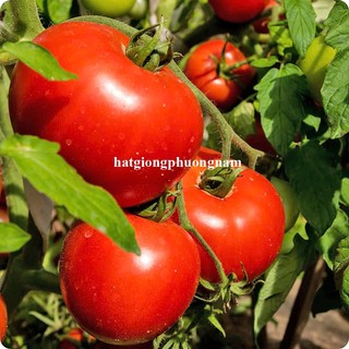 50 Hạt - Hạt Giống Cà Chua Chùm Bột Chịu Nhiệt Phương Nam