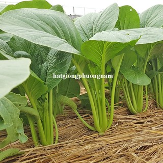 5 Gram - Hạt Giống Cải Ngọt F1 Phương Nam