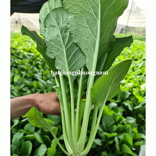 5 Gram - Hạt Giống Cải Ngọt F1 Phương Nam