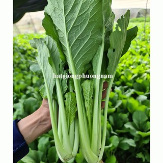 5 Gram - Hạt Giống Cải Ngọt F1 Phương Nam