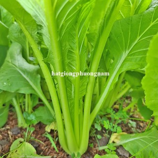 5 Gram - Hạt Giống Cải Ngọt F1 Phương Nam