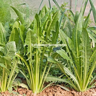 0.5 Gram - Hạt Giống Bồ Công Anh Ý Phương Nam