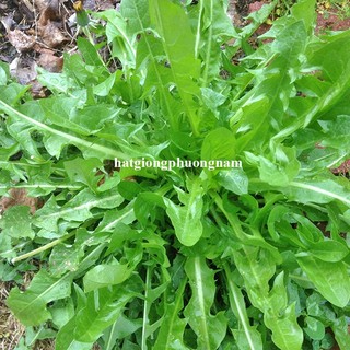 0.5 Gram - Hạt Giống Bồ Công Anh Ý Phương Nam