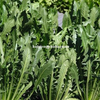 0.5 Gram - Hạt Giống Bồ Công Anh Ý Phương Nam