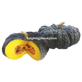 10 Hạt - Hạt Giống  Bí Ngô Vỏ Đen Ruột Nghệ F1 Phương Nam