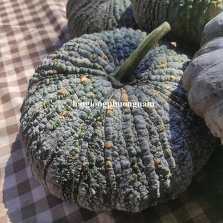 10 Hạt - Hạt Giống  Bí Ngô Vỏ Đen Ruột Nghệ F1 Phương Nam