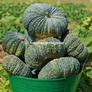 10 Hạt - Hạt Giống  Bí Ngô Vỏ Đen Ruột Nghệ F1 Phương Nam