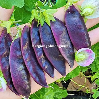 20 Hạt - Hạt Giống Đậu Hà Lan Tím Ăn Hạt / Ăn Quả Phương Nam