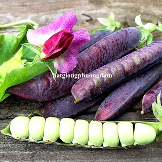 20 Hạt - Hạt Giống Đậu Hà Lan Tím Ăn Hạt / Ăn Quả Phương Nam