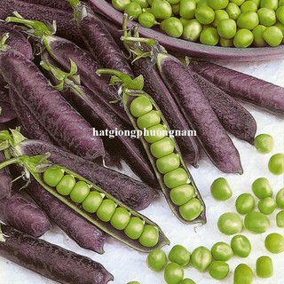 20 Hạt - Hạt Giống Đậu Hà Lan Tím Ăn Hạt / Ăn Quả Phương Nam