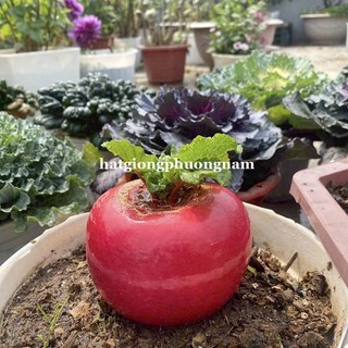 50 Hạt - Hạt Giống Củ Cải Thần Tài Phương Nam