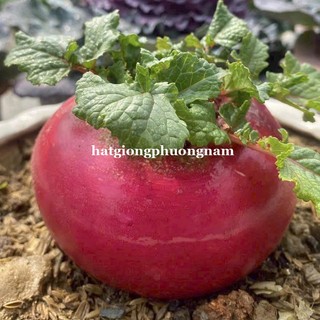 50 Hạt - Hạt Giống Củ Cải Thần Tài Phương Nam