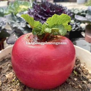 50 Hạt - Hạt Giống Củ Cải Thần Tài Phương Nam