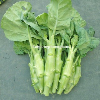 5 Gram - Hạt Giống Cải Ngồng Làn Khổng Lồ Phương Nam