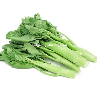 5 Gram - Hạt Giống Cải Ngồng Làn Khổng Lồ Phương Nam