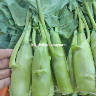 5 Gram - Hạt Giống Cải Ngồng Làn Khổng Lồ Phương Nam
