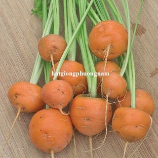 0,5 Gram - Hạt Giống Cà Rốt Tròn Phương Nam