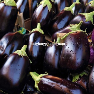 0,5 Gram - Hạt Giống Cà Tím Quả Lê Phương Nam