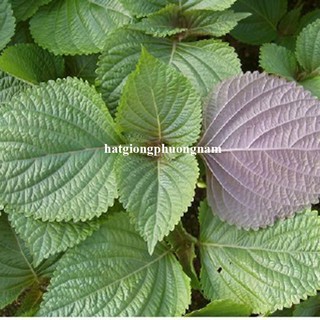 2 Gram - Hạt  Giống  Tía  Tô Xanh Phương Nam
