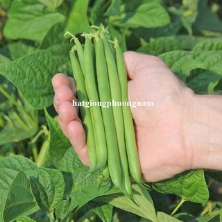 10 Gram - Hạt Giống Đậu Cove Bụi Lùn Phương Nam