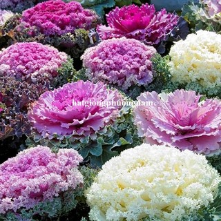 30 Hạt - Hạt Giống Hồng Sa Mạc - Hoa Bắp Cải Xoăn Phương Nam