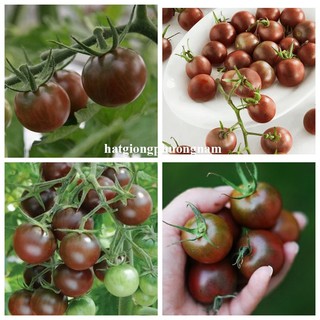 20 Hạt - Hạt Giống Cà Chua Chocolate Phương Nam