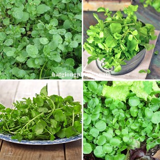 0.5 Gram - Hạt Giống  Xà Lách Xoong Phương Nam