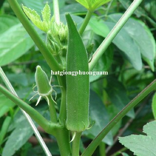 10 Gram - Hạt Giống Đậu Bắp Xanh Siêu Lùn Phương Nam