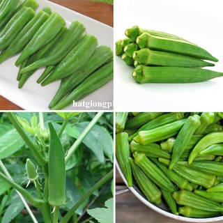 10 Gram - Hạt Giống Đậu Bắp Xanh Siêu Lùn Phương Nam