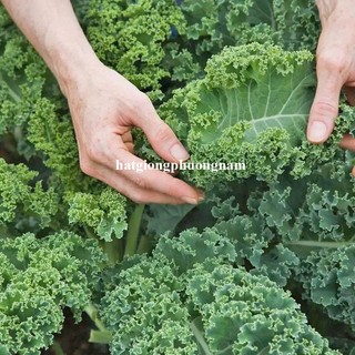 2 Gram - Hạt Giống Cải Xoăn Kale Phương Nam