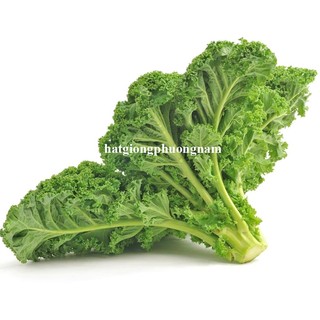 2 Gram - Hạt Giống Cải Xoăn Kale Phương Nam