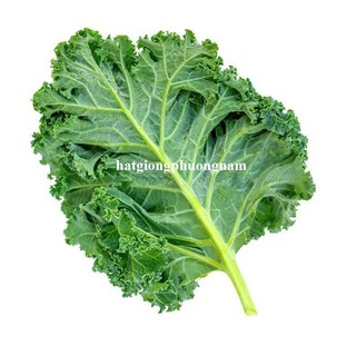 2 Gram - Hạt Giống Cải Xoăn Kale Phương Nam