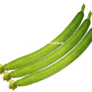 1 Gram - Hạt Giống Mướp Hương Siêu Dài Phương Nam