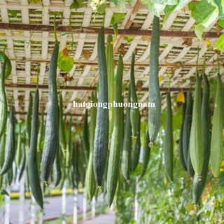 1 Gram - Hạt Giống Mướp Hương Siêu Dài Phương Nam