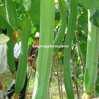 1 Gram - Hạt Giống Mướp Hương Siêu Dài Phương Nam