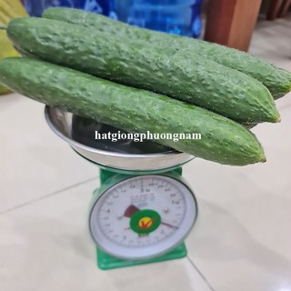 20 Hạt - Hạt Giống Dưa Chuột Nhật Phương Nam
