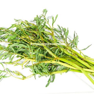 50 Hạt - Hạt Giống Rau Rút Dút Phương Nam