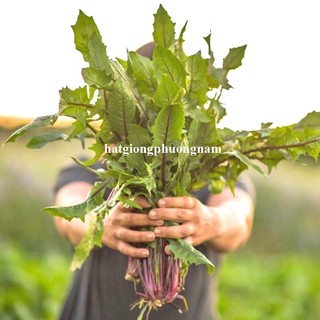 0,5 Gram - Hạt Giống Bồ Công Anh Tím Phương Nam