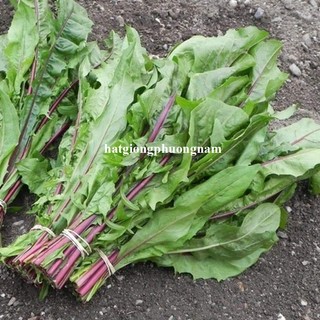 0,5 Gram - Hạt Giống Bồ Công Anh Tím Phương Nam