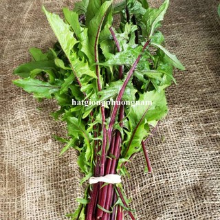 0,5 Gram - Hạt Giống Bồ Công Anh Tím Phương Nam