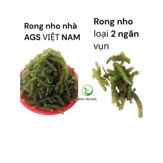 10 gói ( 1kg ) rong nho tách nước AGS Việt Nam - tặng 10 gói sốt - Tiêu chuẩn