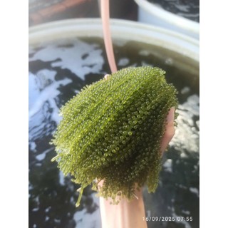 3kg rong nho tách nước AGS Việt Nam - Tiêu chuẩn