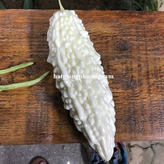 10 Hạt - Hạt Giống Khổ Qua Trắng Phương Nam
