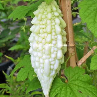 10 Hạt - Hạt Giống Khổ Qua Trắng Phương Nam