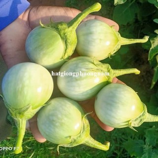 50 Hạt - Hạt Giống Cà Mỡ Ngọt Chiêng Mai F1 Phương Nam