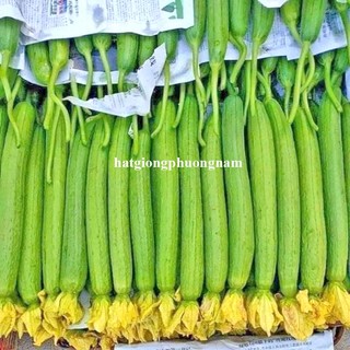 5 Hạt - Hạt Giống Mướp Nụ 5 Lá F1