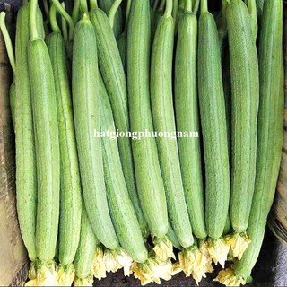 5 Hạt - Hạt Giống Mướp Nụ 5 Lá F1