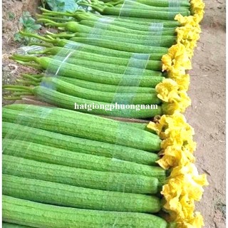 5 Hạt - Hạt Giống Mướp Nụ 5 Lá F1
