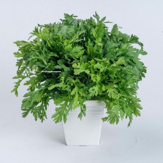 20 Gram - Hạt Giống Tần Ô Phương Nam